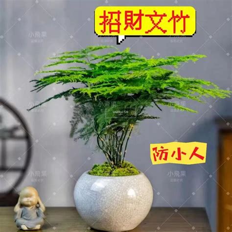 防小人植物